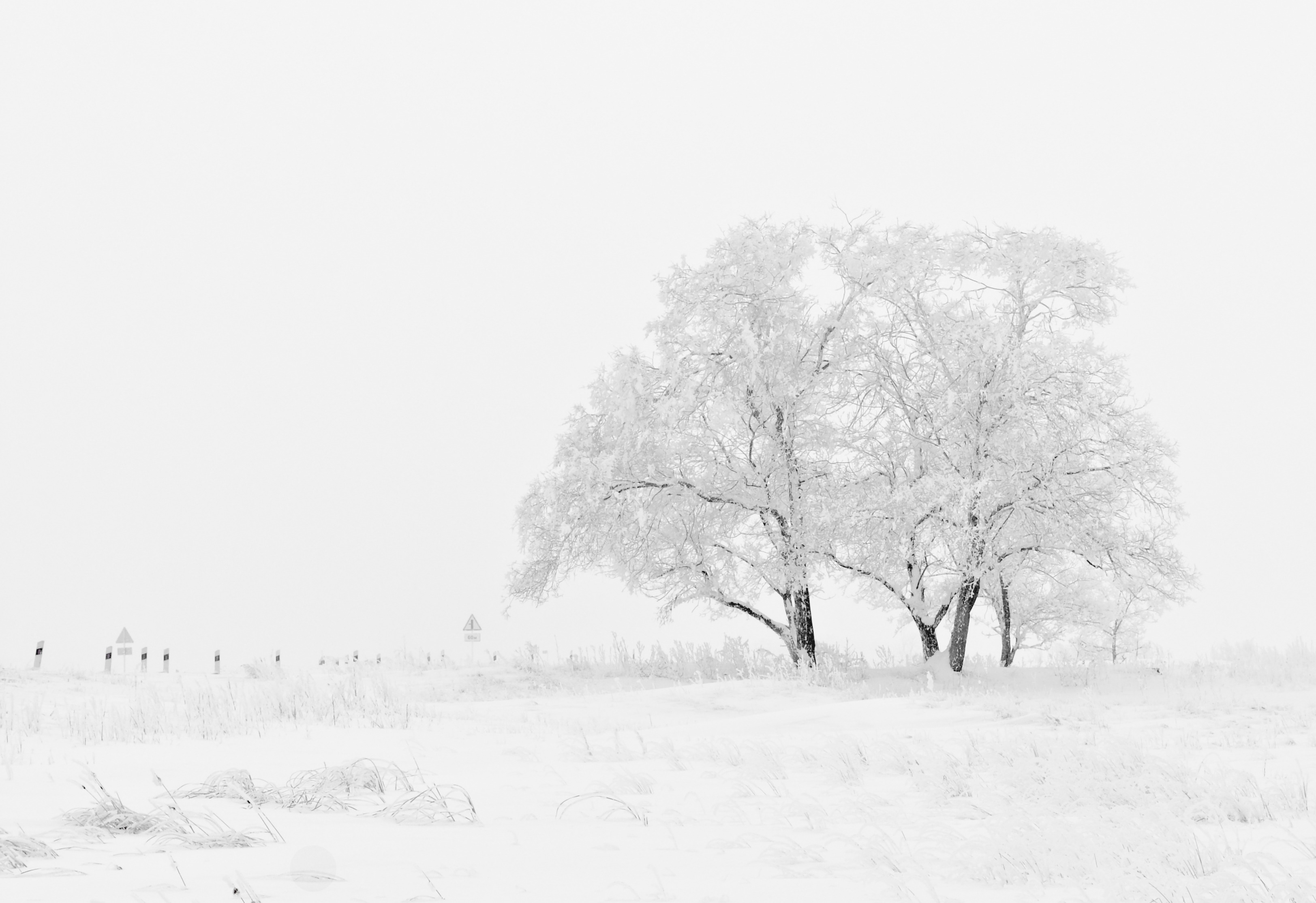 Winterwonderland_in_snow